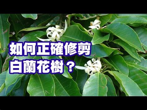 玉蘭樹風水|【金玉蘭花種植禁忌】金玉蘭花種植：解開它的風水奧。